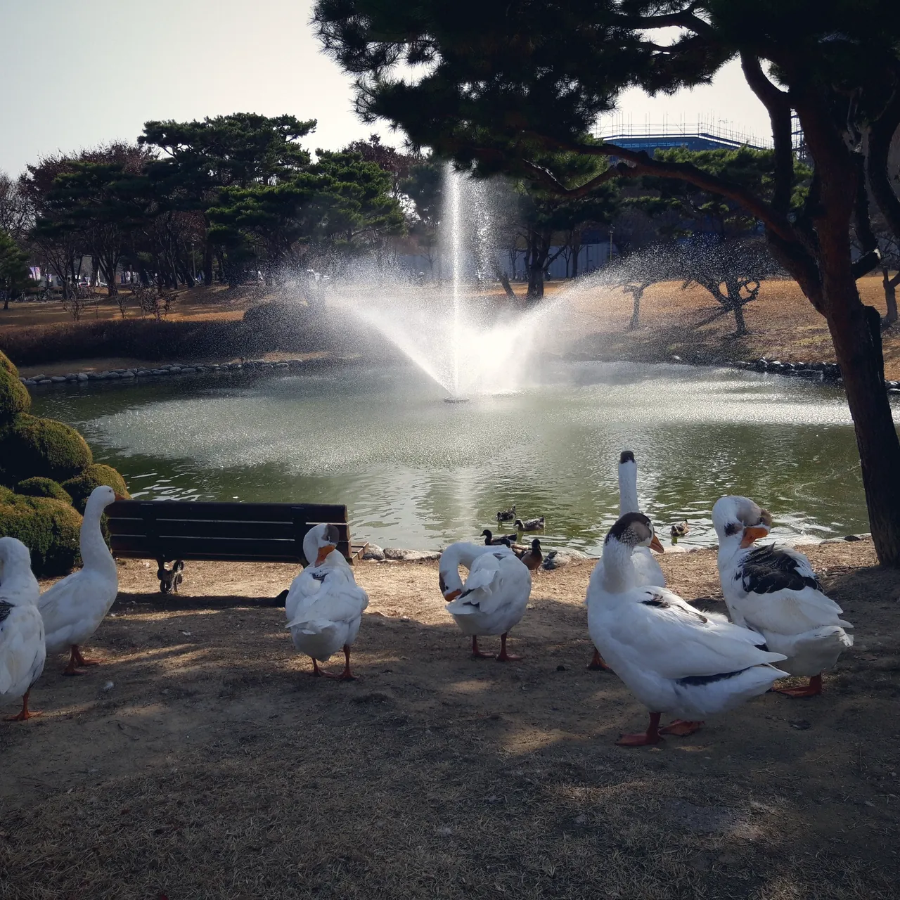 A flock of geese at KAIST university.jpg